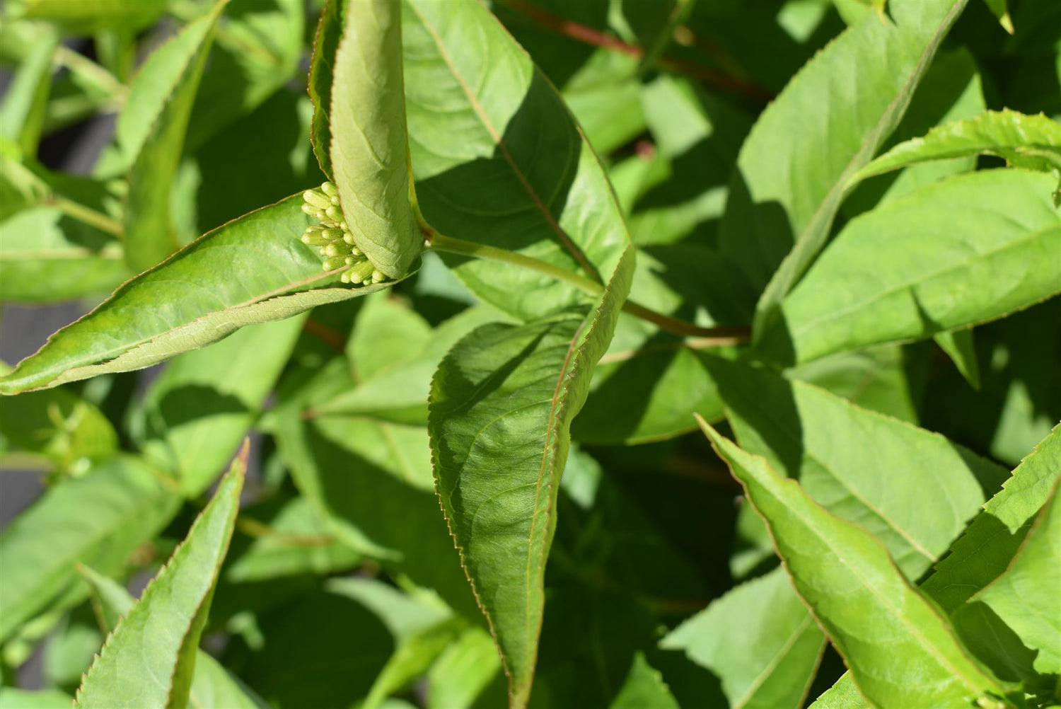 Diervilla sessilifolia 'Butterfly' | Bush Honeysuckle - 12lt