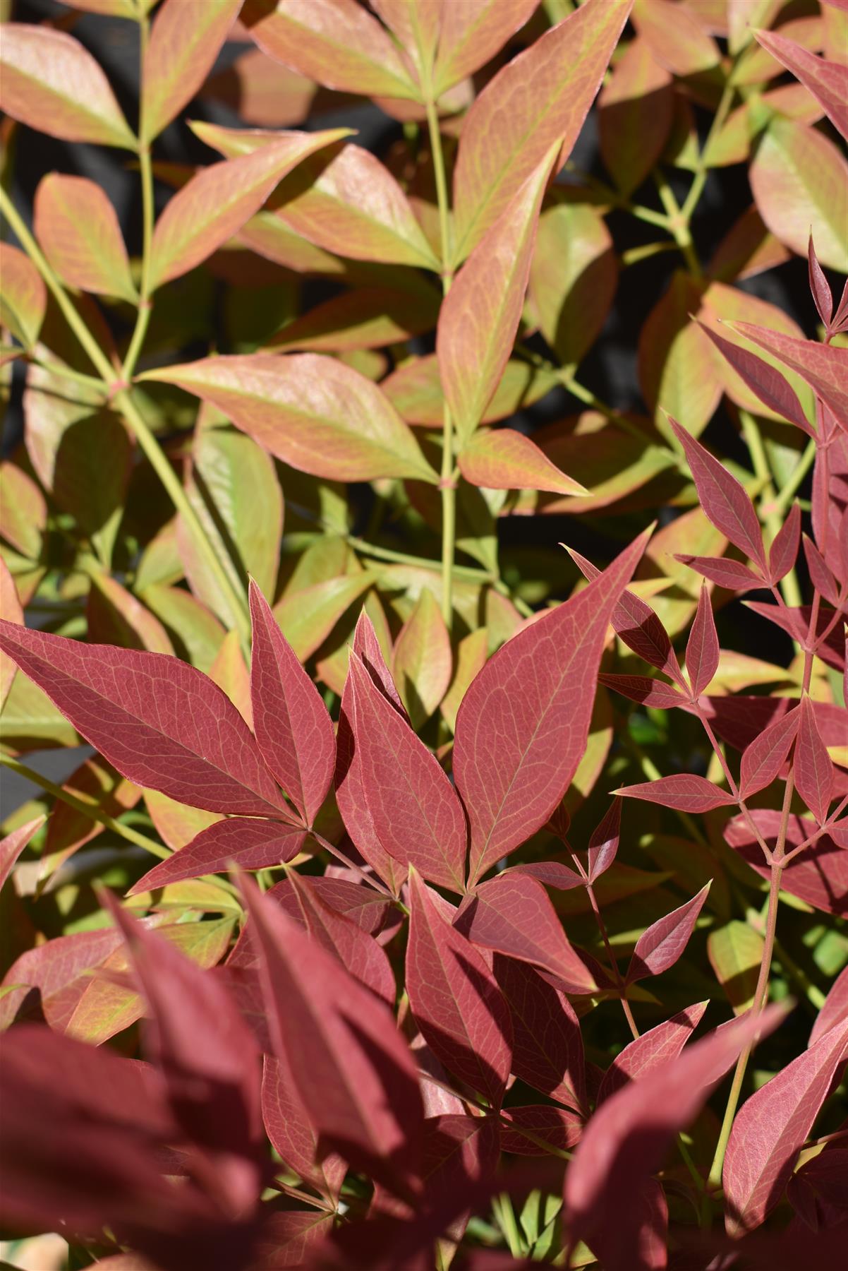 Nandina domestica Obsessed | Heavenly Bamboo - Shrub - Height 50-60cm - Width 50cm - 10lt