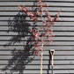 Prunus Nerasifera Pissardii Nigra | Black Cherry Plum - 250-280cm, 10lt