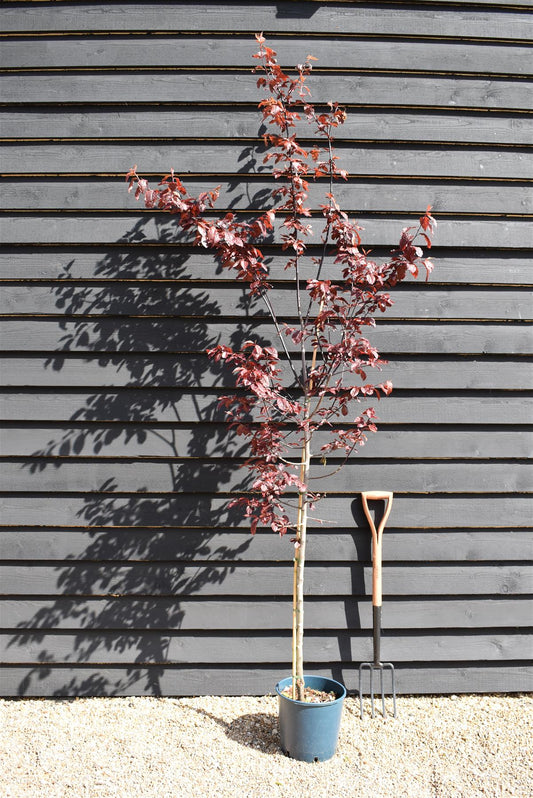 Prunus Nerasifera Pissardii Nigra | Black Cherry Plum - 250-280cm, 10lt