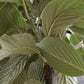 Sorbus aria 'Lutescens' | Rowan | Mountain Ash ‘Lutescens’ - Standard - Girth 6-8cm - 260-280cm- 70lt