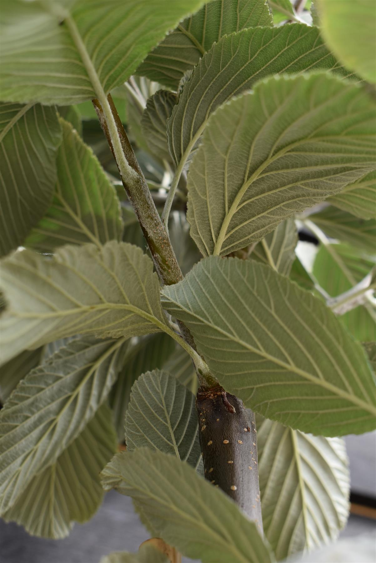 Sorbus aria 'Lutescens' | Rowan | Mountain Ash ‘Lutescens’ - Standard - Girth 6-8cm - 260-280cm- 70lt