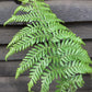 Dicksonia antarctica | Australian tree fern - 70-80cm - 7lt