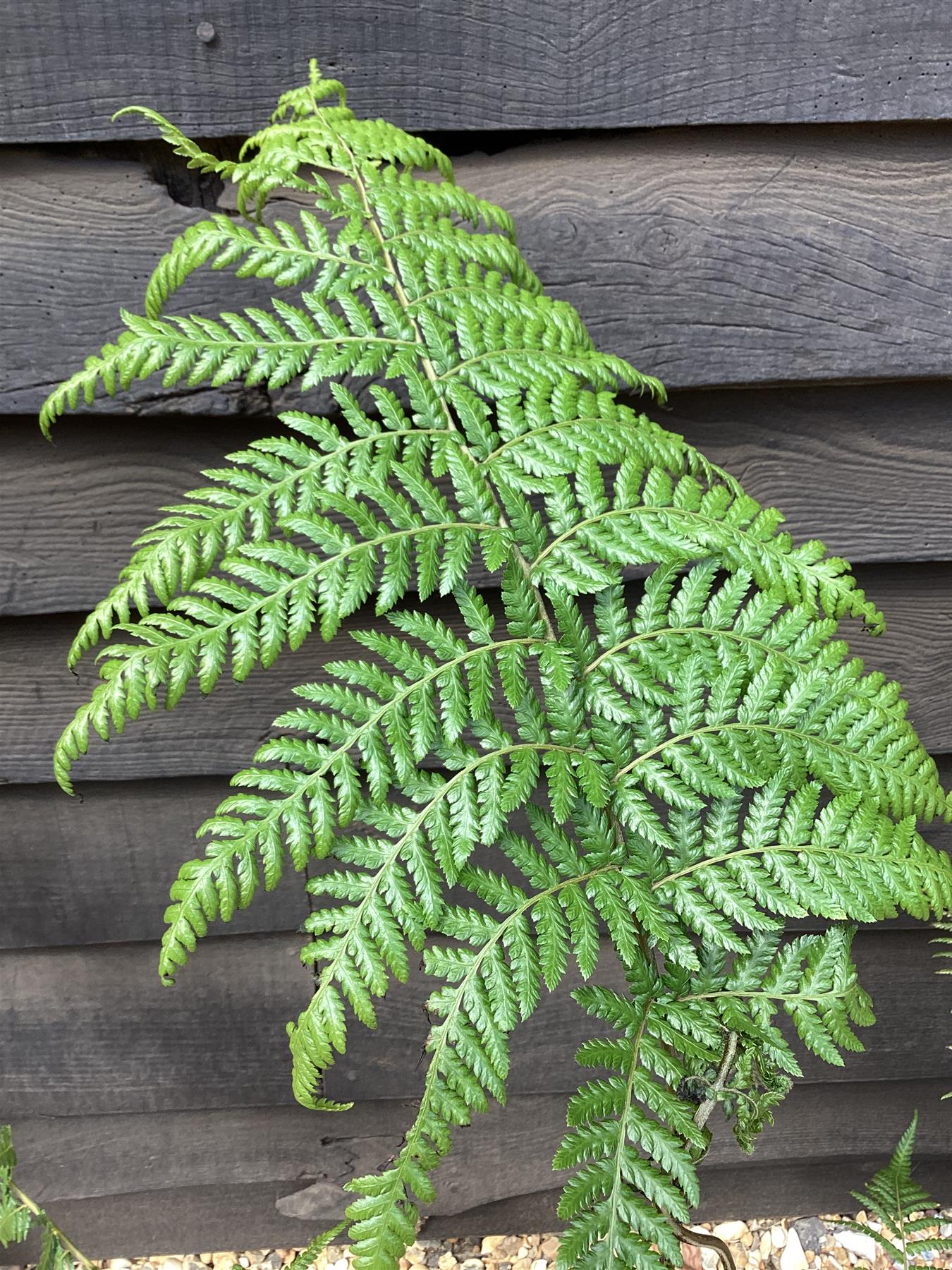 Dicksonia antarctica | Australian tree fern - 70-80cm - 7lt