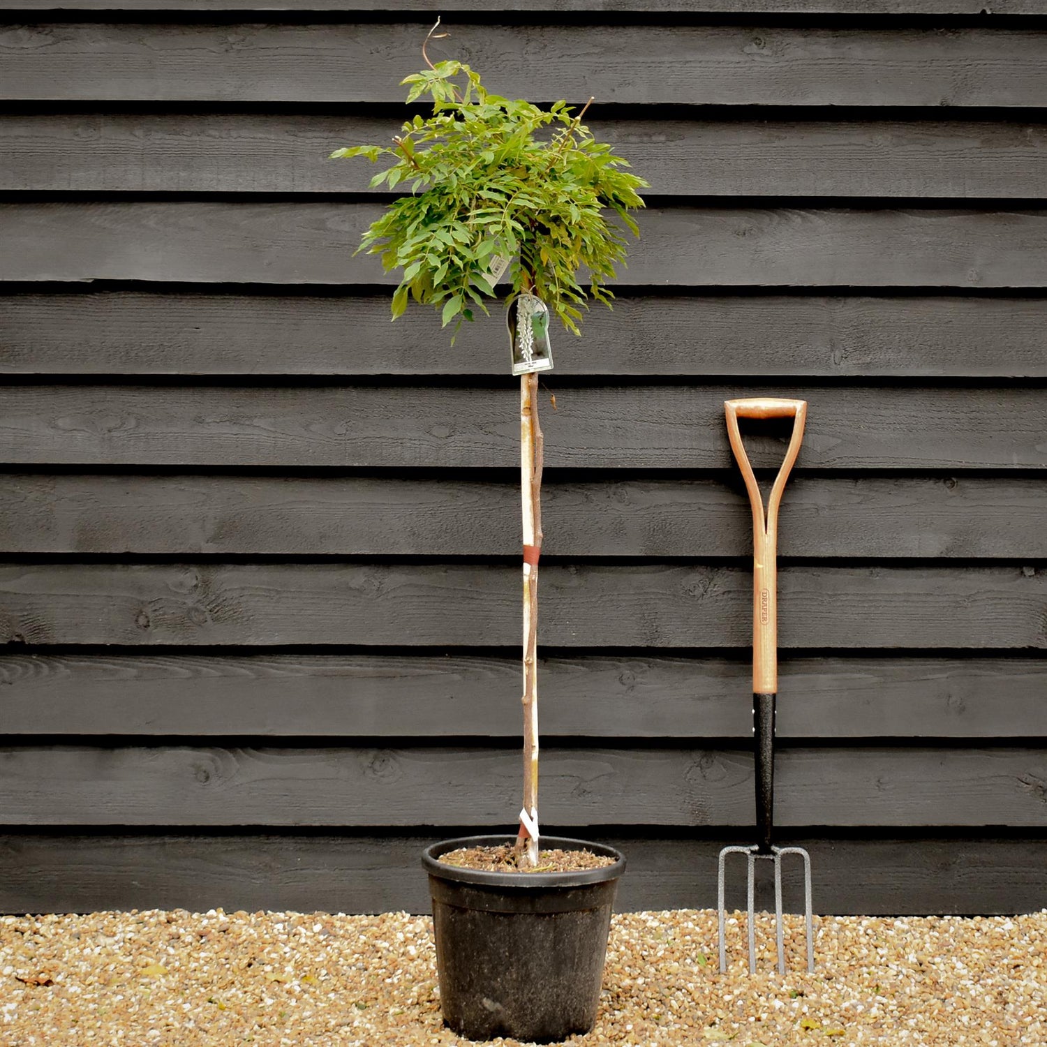 Wisteria sinensis 'Alba' - White flower - Clear Stem 80cm - Height 130-150cm - 18lt