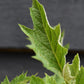Hydrangea quercifolia Ice Crystal | Oak-leaved hydrangea - 3lt