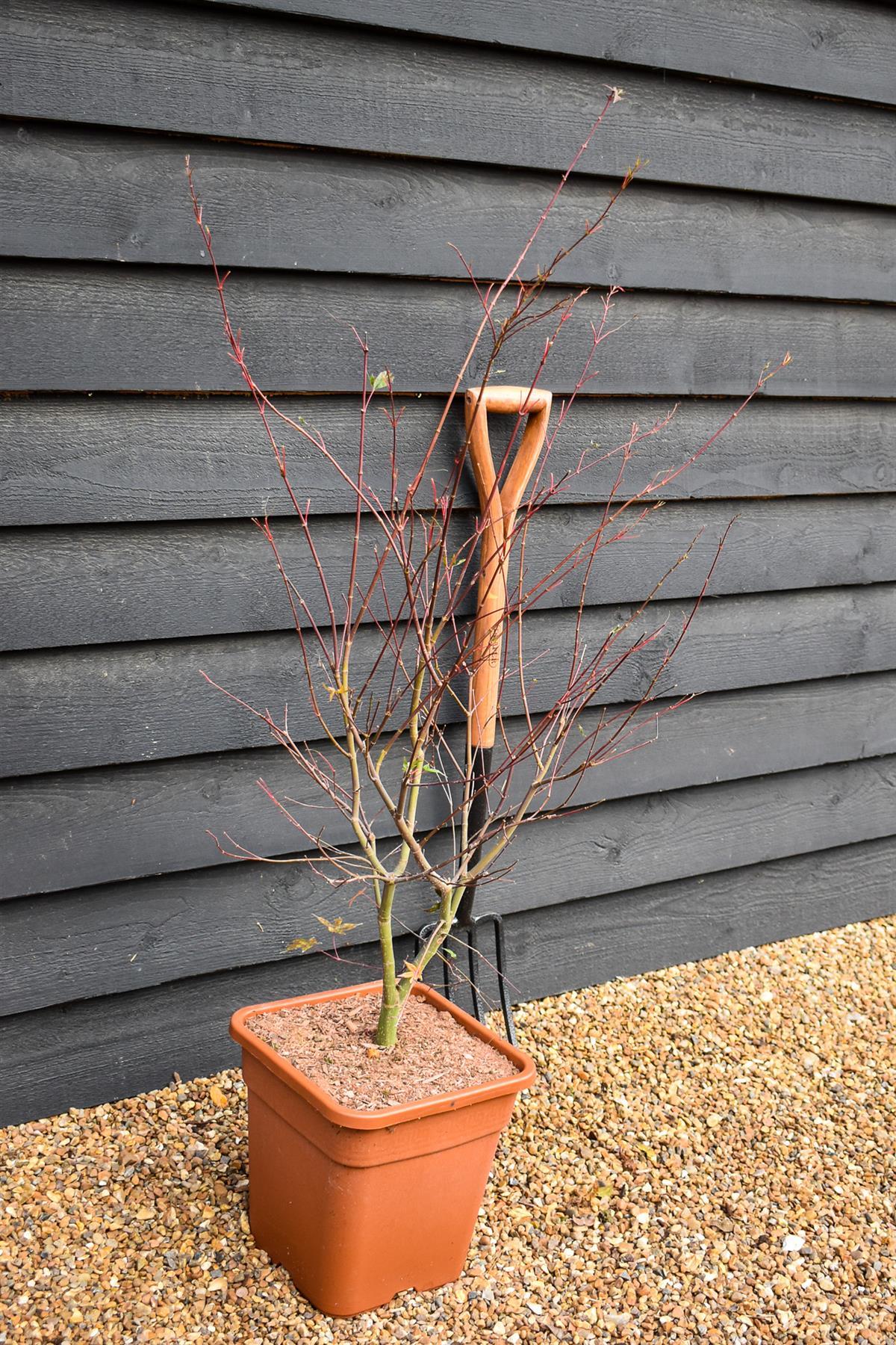 Japanese maple 'Beni-maiko' | Acer palmatum 'Beni-maiko' - Bushy - Height 130-140cm - 20-25lt