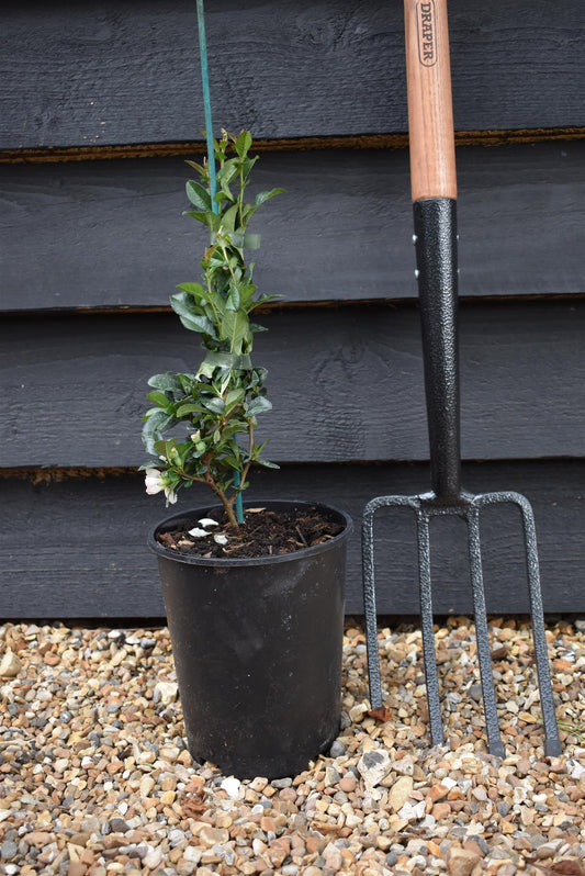 Chaenomeles | Japanese flowering quince 'Jet Trail' - 15-25cm - 3lt