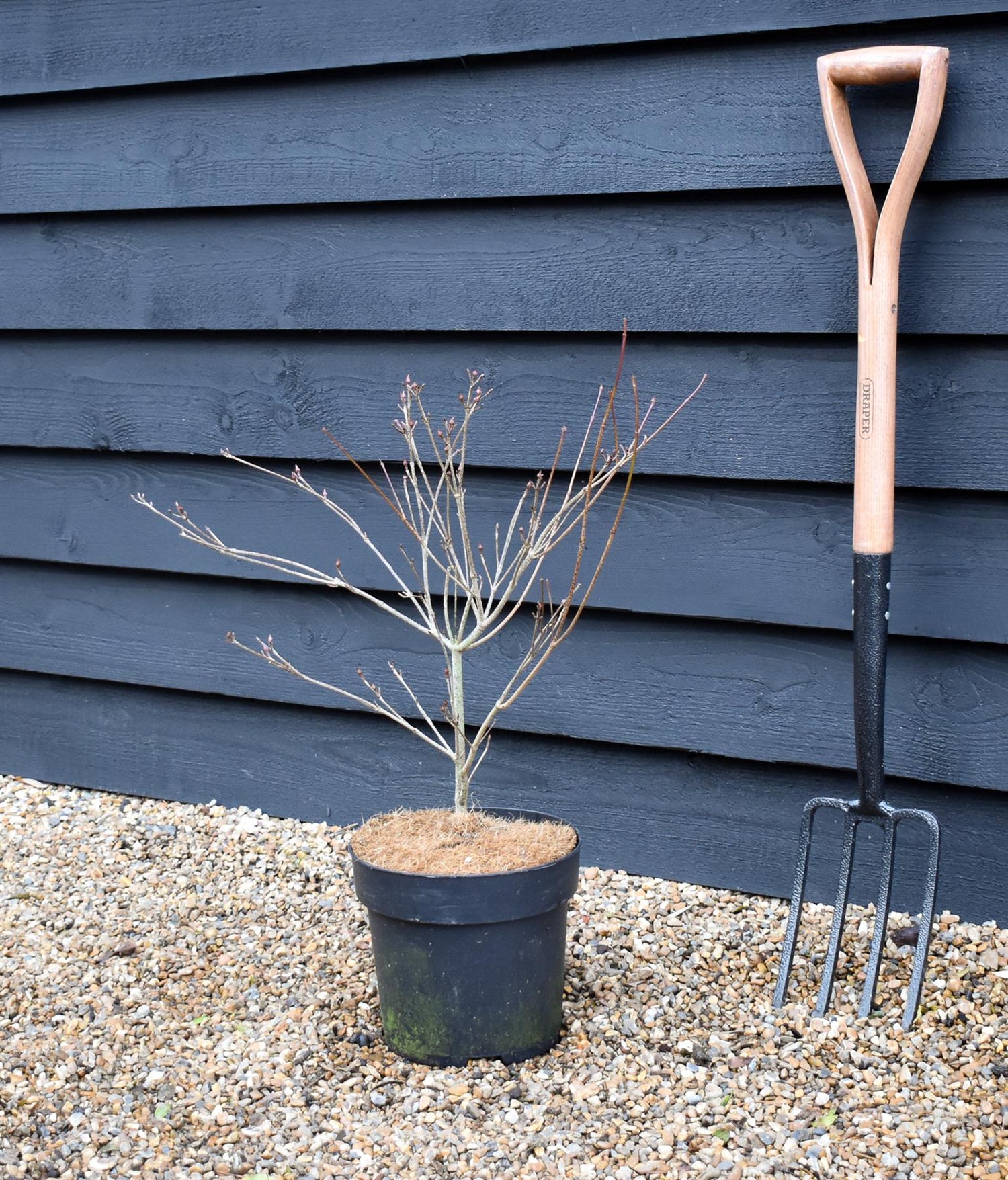 Cornus Rutgersensis Stellar Pink | Beni-Fuji Dogwood - 50-80cm - 7lt