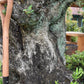 Olive Tree | Olea Europea 1/2 Std - 275-285cm, 500lt