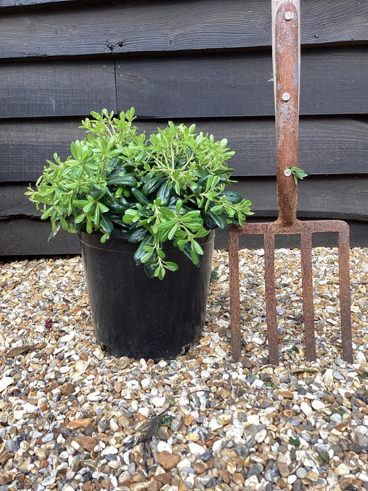 Pittosporum tobira 'Nanum' | Dwarf Japanese Pittosporum - 30cm - 8lt