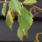 Alnus Incana Aurea - Grey Alder - Height 200-250cm - 20lt