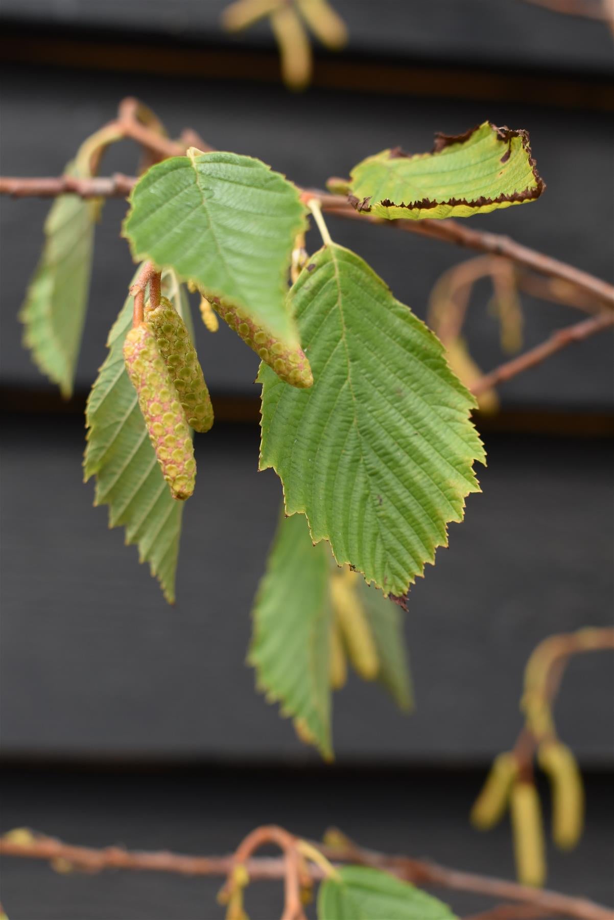 Alnus Incana Aurea - Grey Alder - Height 200-250cm - 20lt