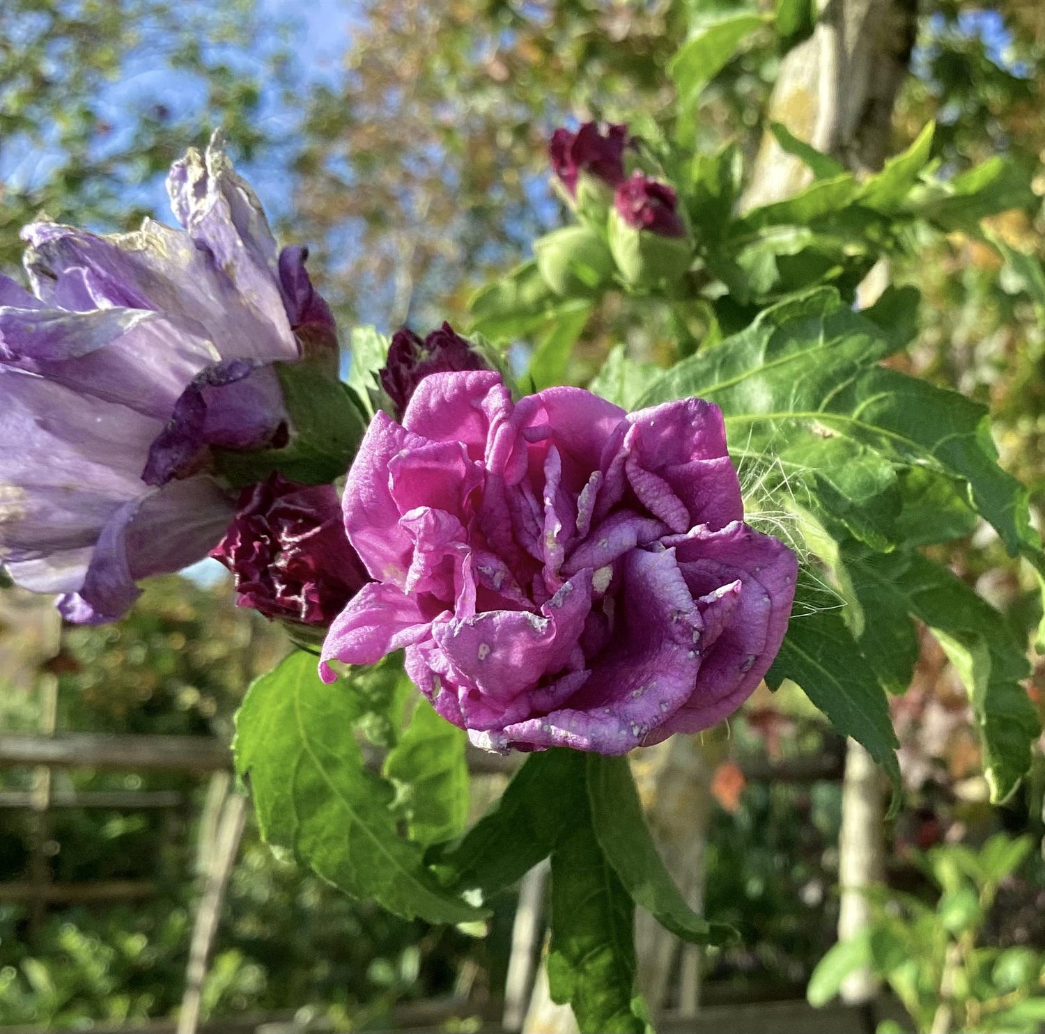 Hibiscus Syriacus | Rose of Sharon - Girth 23cm - 500cm - 180lt