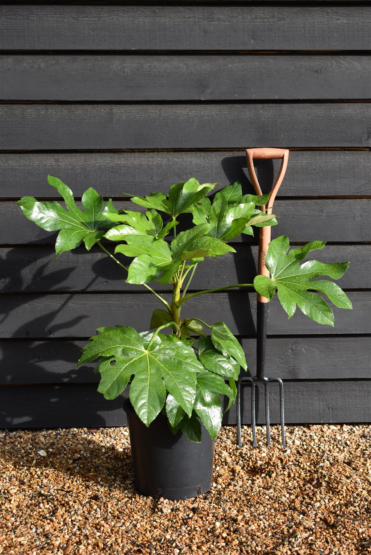 Fatsia Japonica (Japanese aralia) - Height - 60-70cm, 10lt