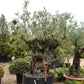 Olive Tree | Olea Europea 1/2 Std - 255-265cm, 400lt