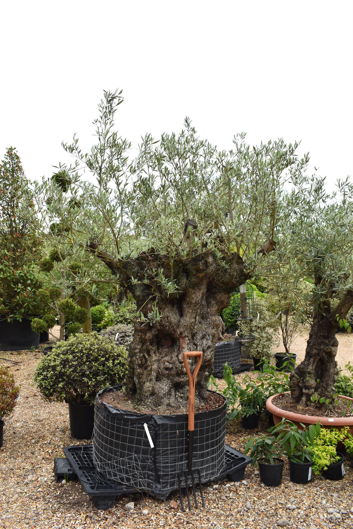 Olive Tree | Olea Europea 1/2 Std - 255-265cm, 400lt