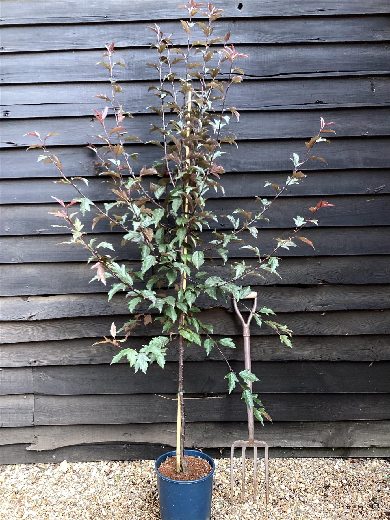 Crab apple | Malus Royal Raindrops - 160-180cm - 12lt