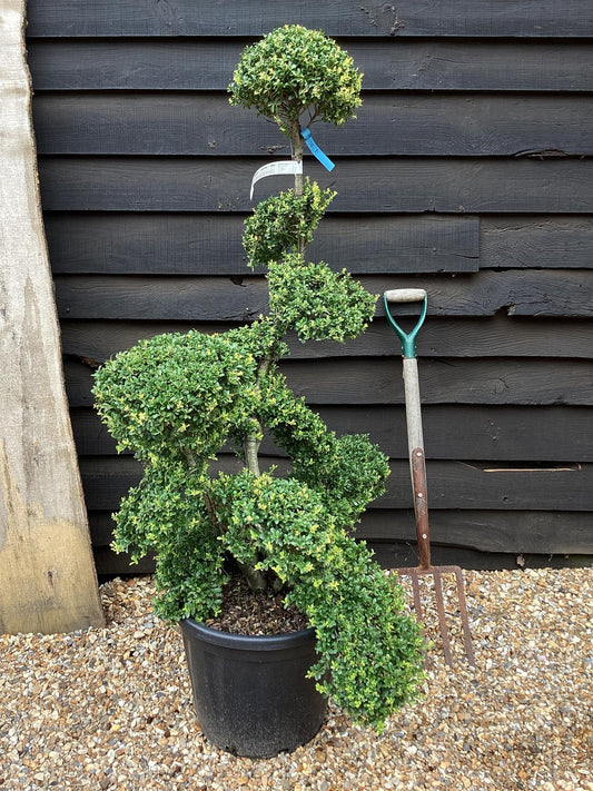 Ilex crenata 'Kinme' | Japanese Holly 'Kinme' - Cloud - Bonsai - 165-180cm - 30lt