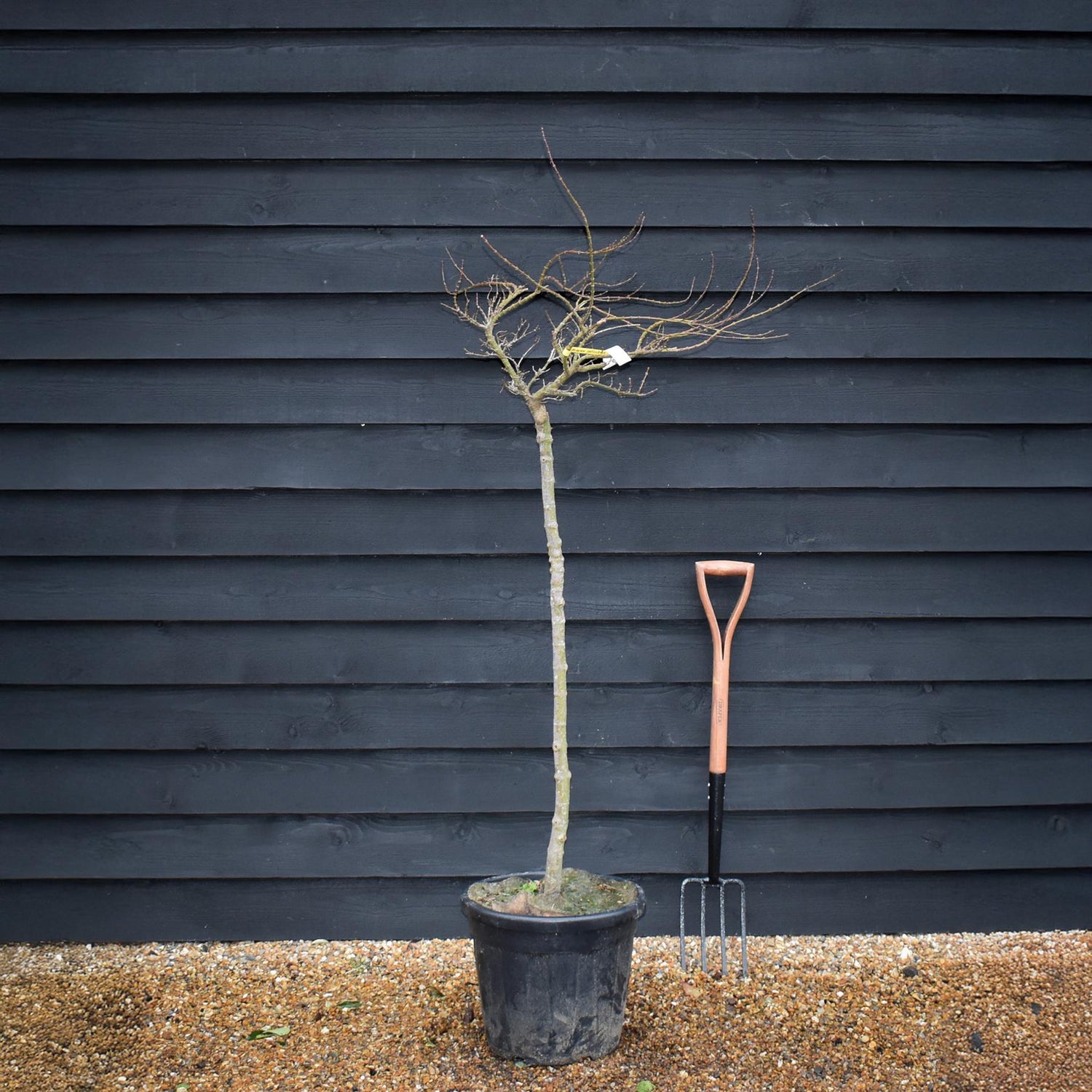 Acer palmatum 'Mikawa yatsubusa' | Japanese Maple - Clear Stem - Half Standard - Height 160cm - 50lt