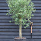 Olive Tree | Olea Europea 1/2 Std - 100-110cm, 50lt