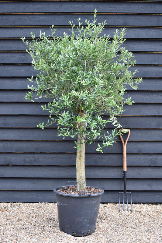 Olive Tree | Olea Europea 1/2 Std - 100-110cm, 50lt