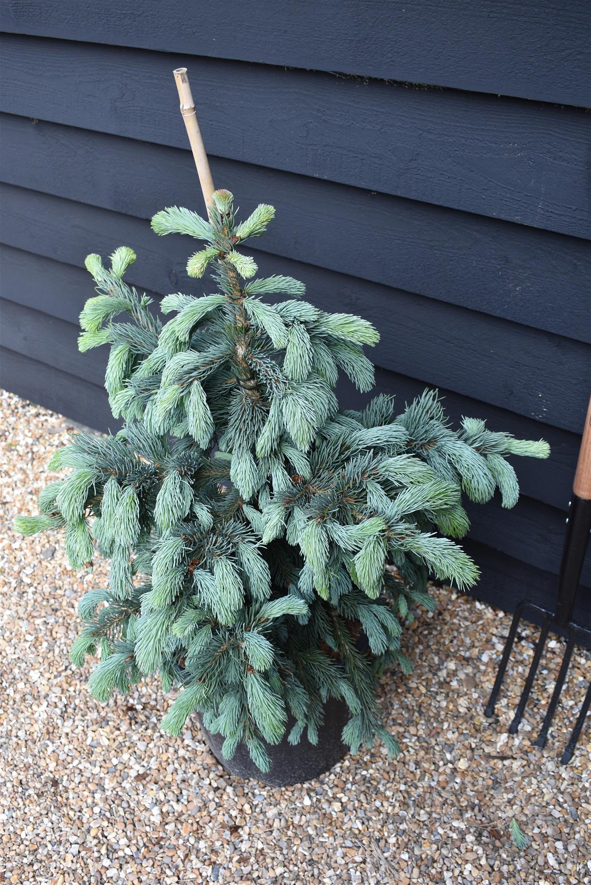 Picea engelmannii 'Glauca' | Blue Engelmann Spruce - Height 70-80cm - Width 60cm - 20lt