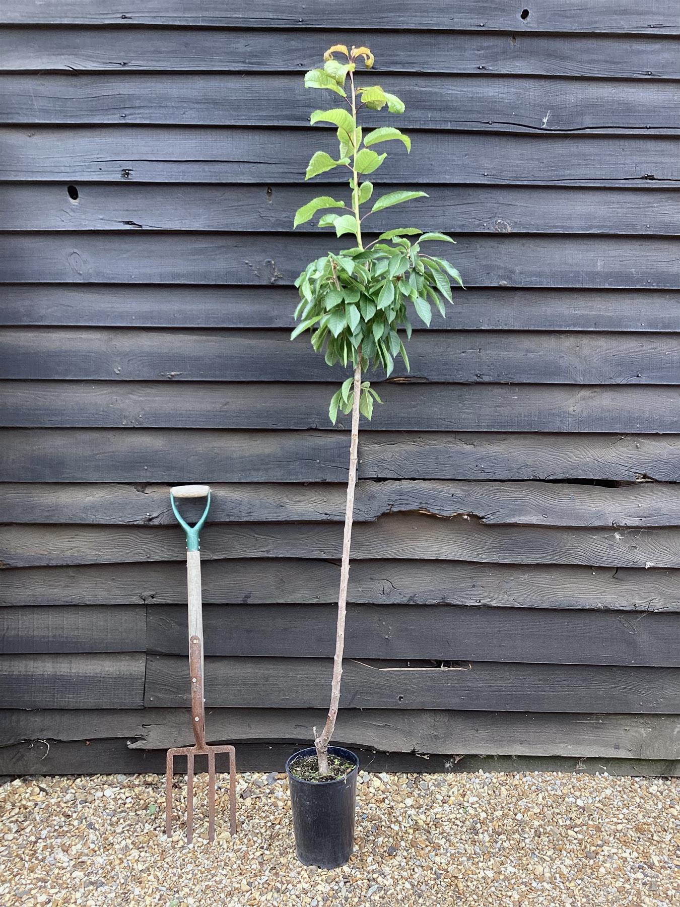 Cherry tree 'Summit' | Prunus avium 'Summit' - 100-120cm - 10lt