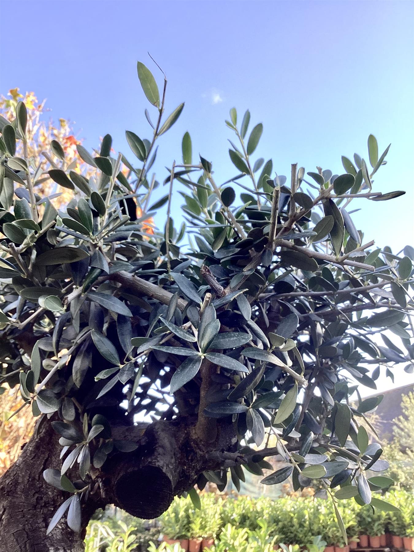 Olea Europea Cloud Tree | Common Olive - 5 Clouds -170-180cm, 285lt