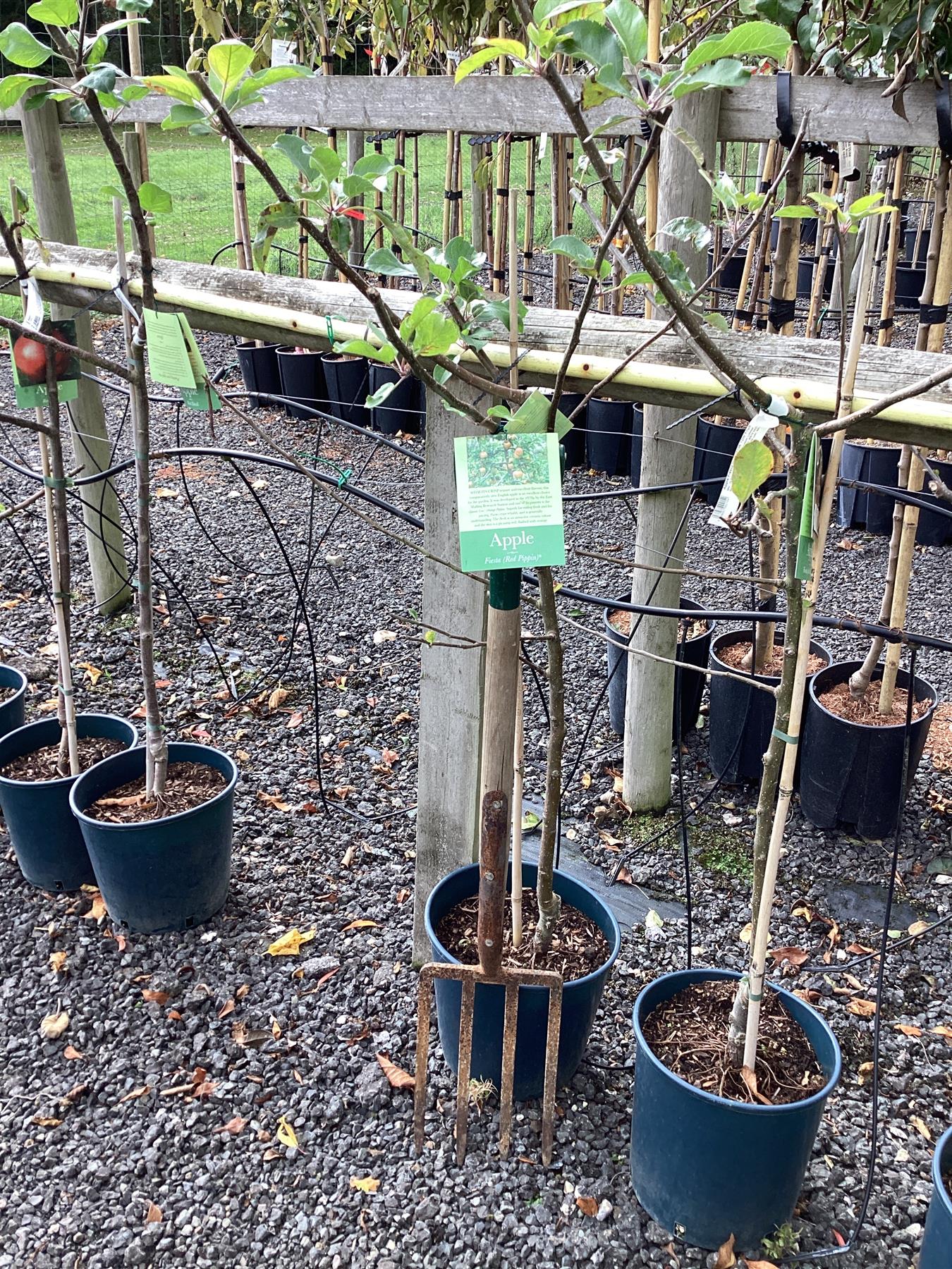 Apple tree 'Fiesta Red Pippin' MM106 | Malus domestica - 180-200cm - 12lt