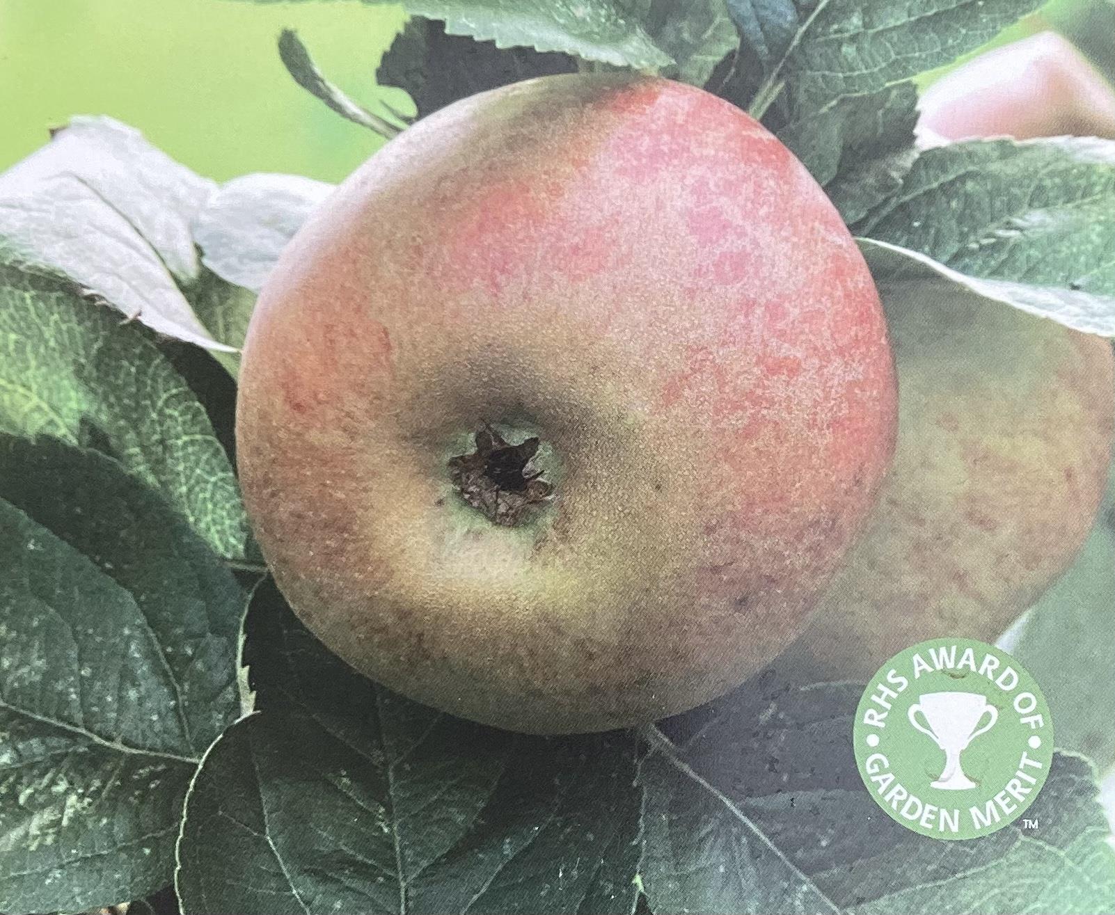 Blenheim orange clearance apple