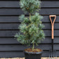 Pinus koraiensis 'Silveray' | Silveray Korean Pine - Height 100-120cm - 25lt