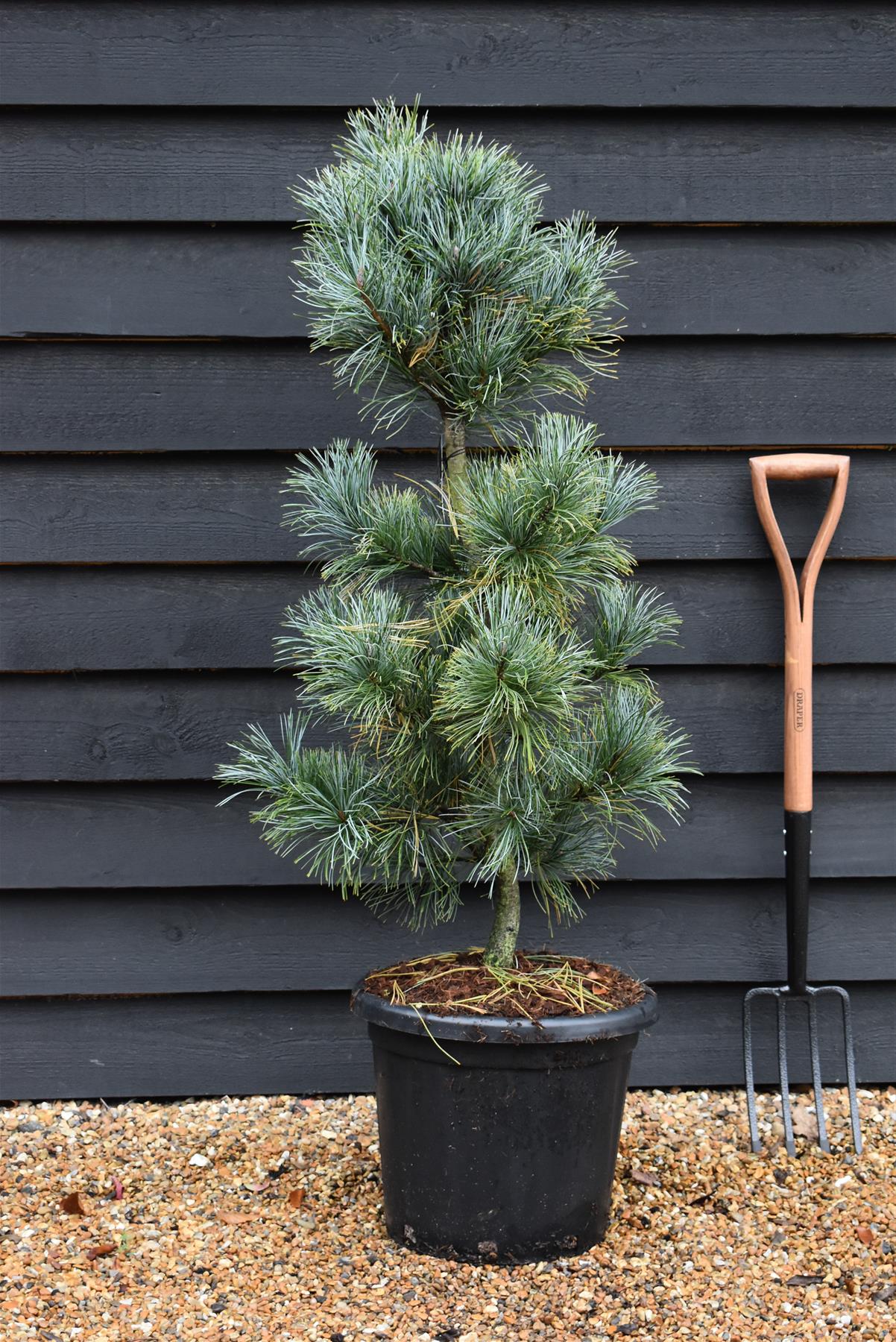 Pinus koraiensis 'Silveray' | Silveray Korean Pine - Height 100-120cm - 25lt