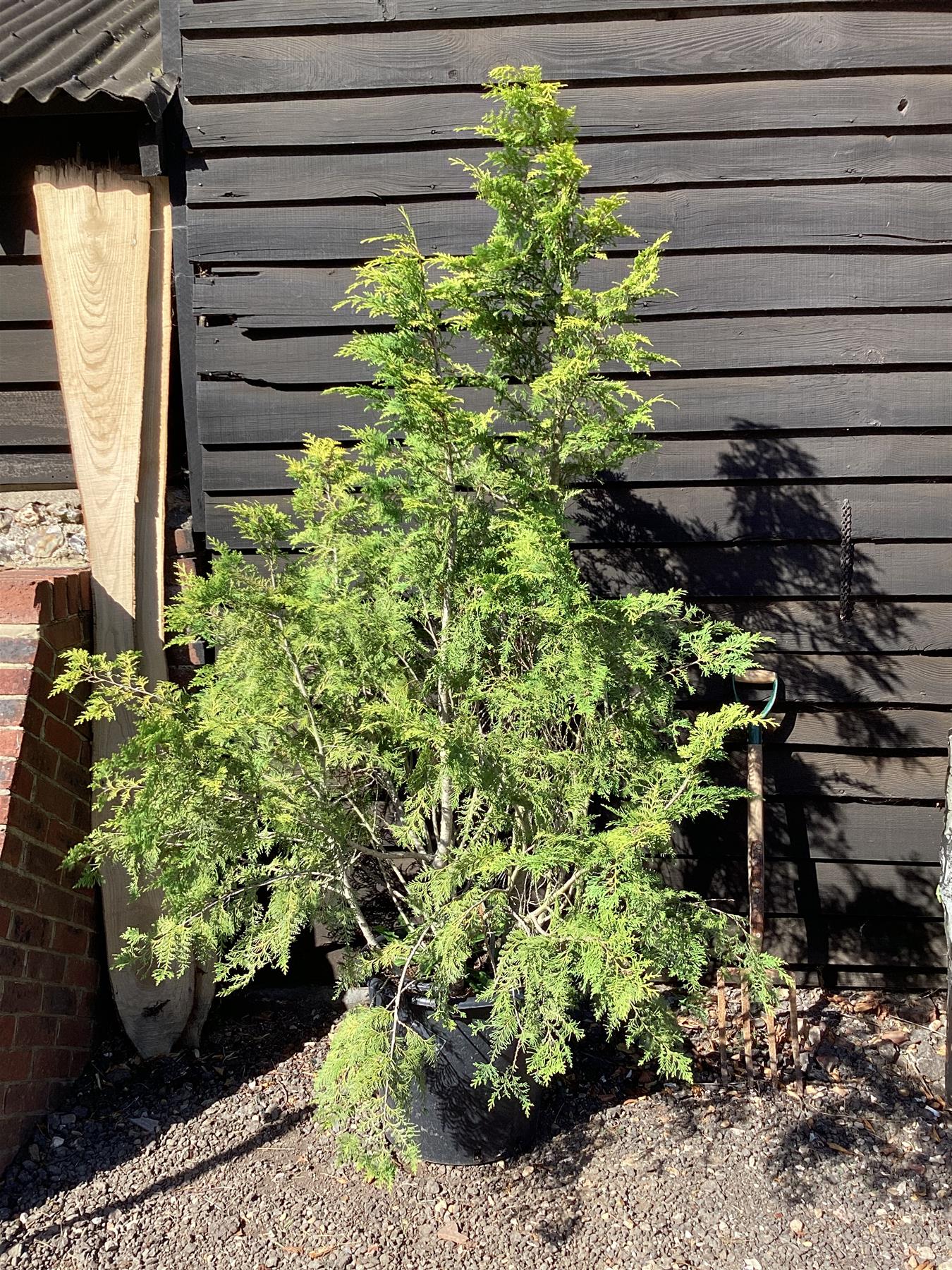 Chamaecyparis lawsoniana 'Stardust' - 300/350cm, 50lt