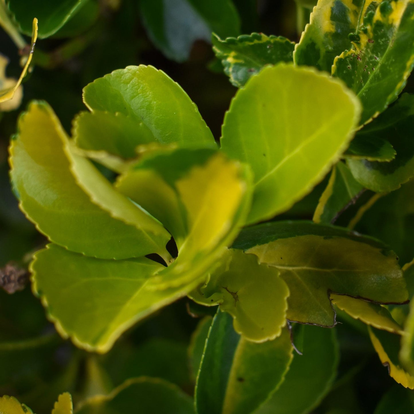 Euonymus japonicus 'Aureus' | Japanese spindle 'Aurea' - Ball - Height 60cm - 30lt