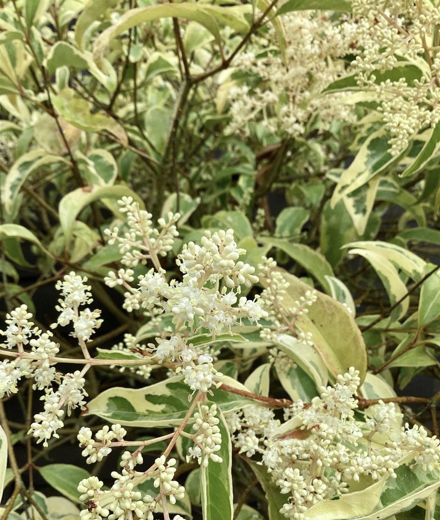 Ligustrum excelsum Superbum | Chinese privet 'Excelsum Superbum' 1/2 Std Clear Stem - 200-250cm, 50lt