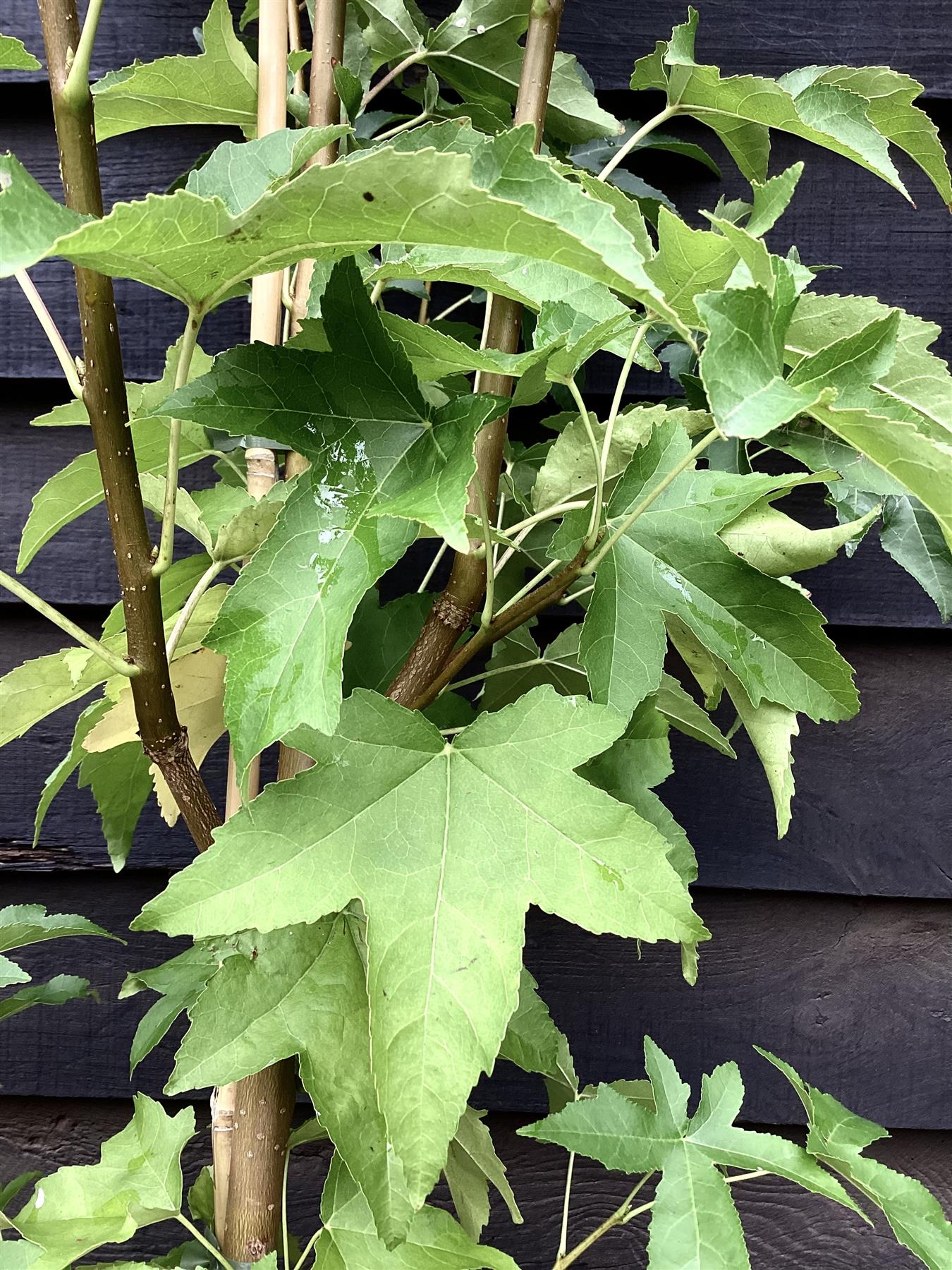 Liquidambar styraciflua 'Lane Roberts' | Sweet Gum 'Lane Roberts' - 140-180cm, 10lt