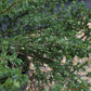 Juniperus communis 'Repanda' - Width 60-70cm - Height 20-25cm - 5lt