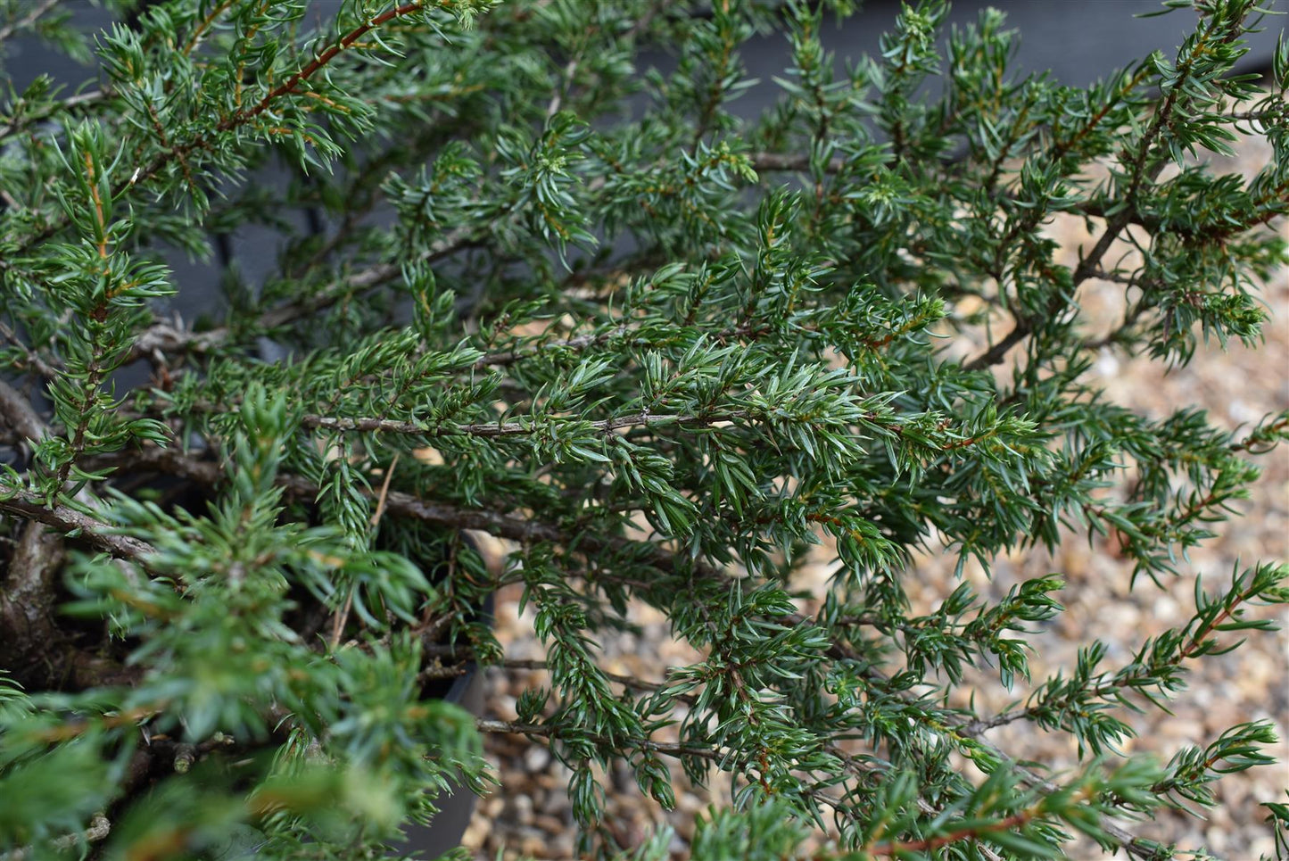 Juniperus communis 'Repanda' - Width 60-70cm - Height 20-25cm - 5lt