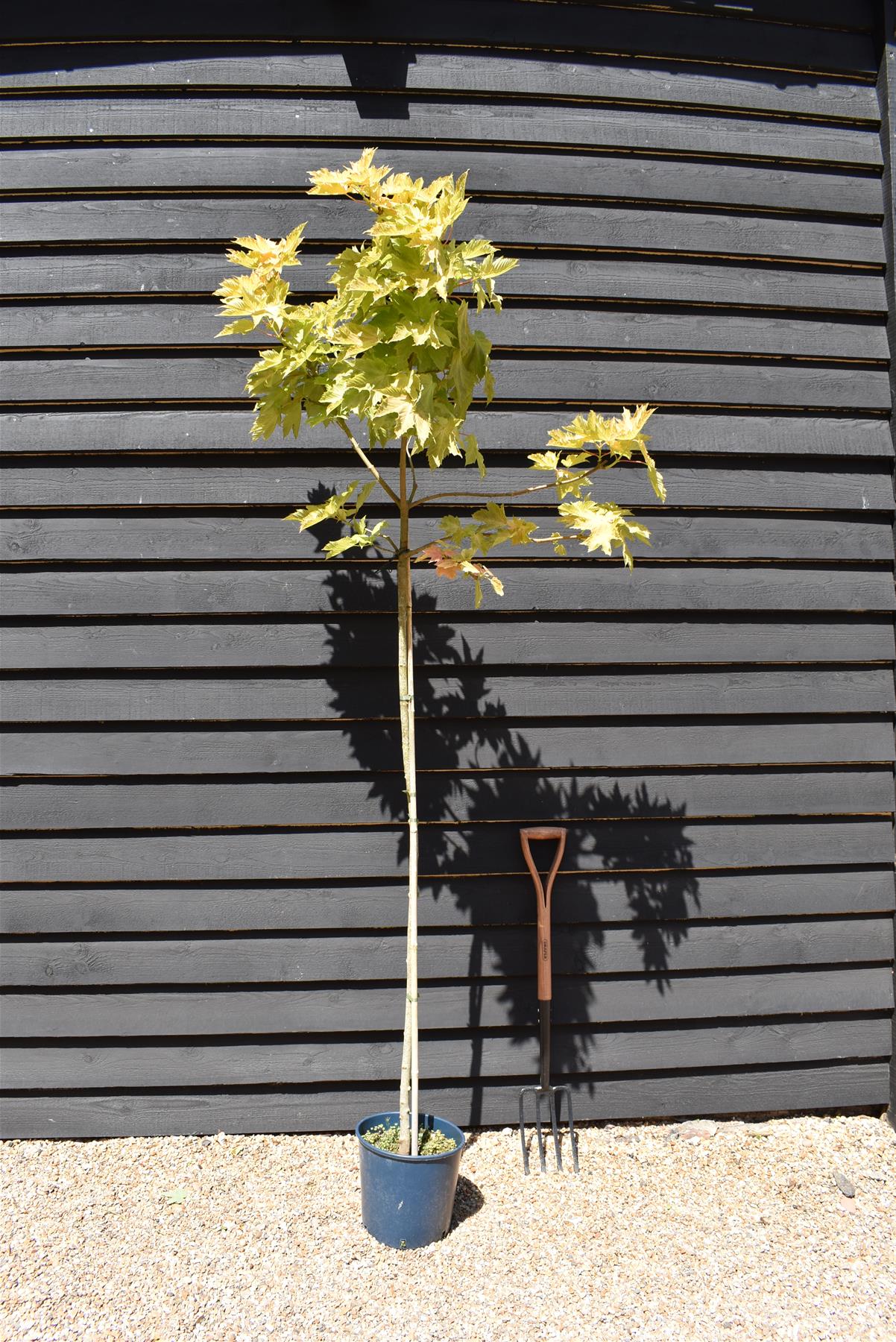 Acer pseudoplatanus 'Brilliantissimum' | Shrimp-Leaved Sycamore - 120-180cm, 10lt