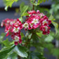 Crataegus laevigata 'Crimson Cloud' - 140-180cm, 10lt