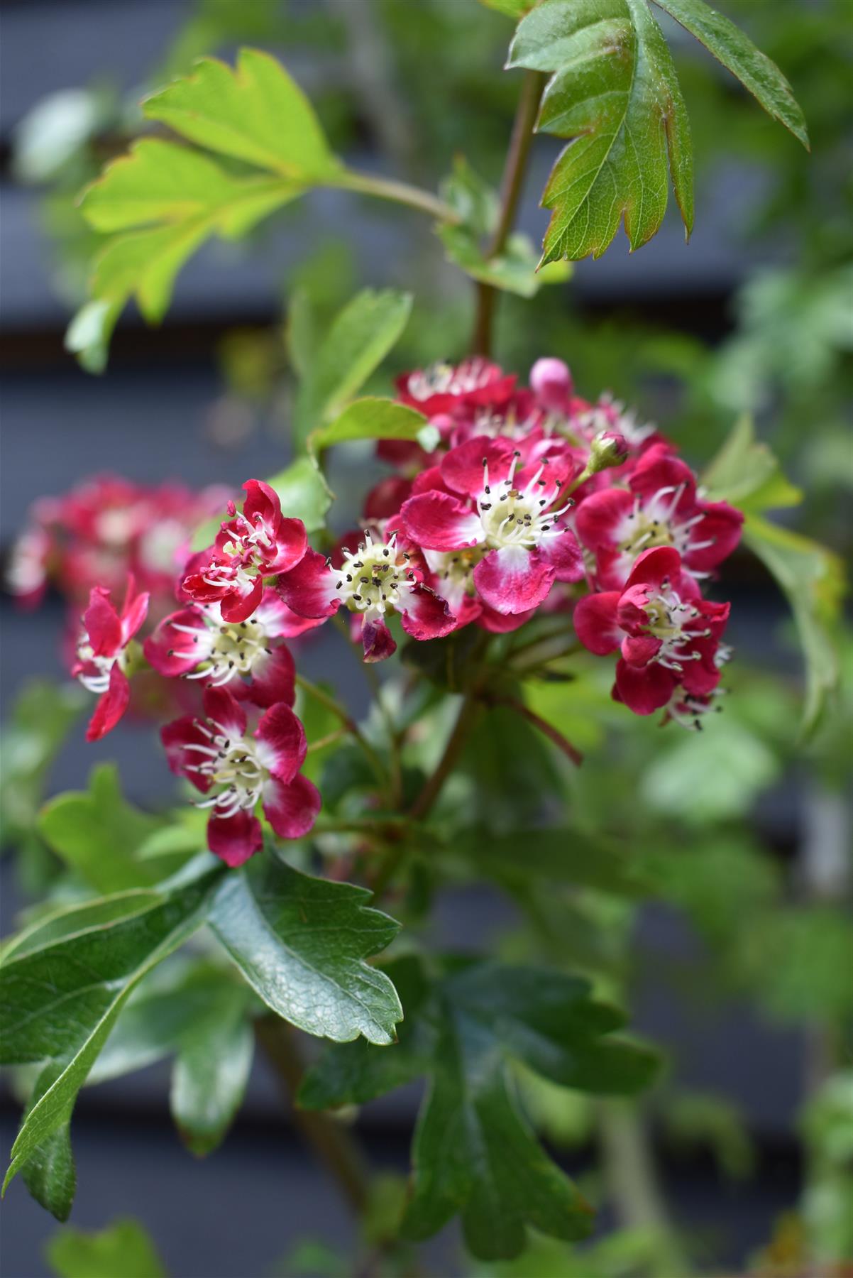 Crataegus laevigata 'Crimson Cloud' - 140-180cm, 10lt