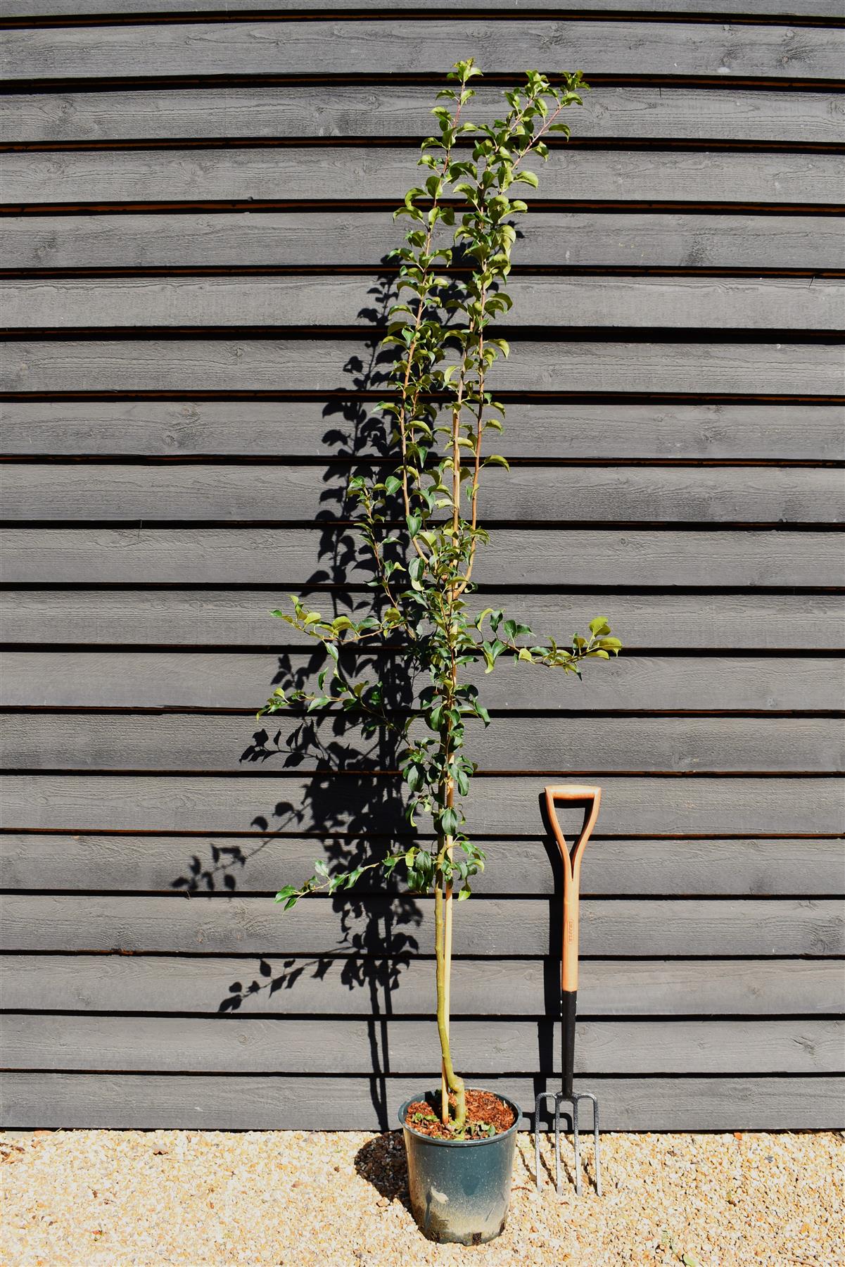 Malus brevipes 'Wedding Bouquet' | Crab Apple Tree - Height 220-240cm - 12lt