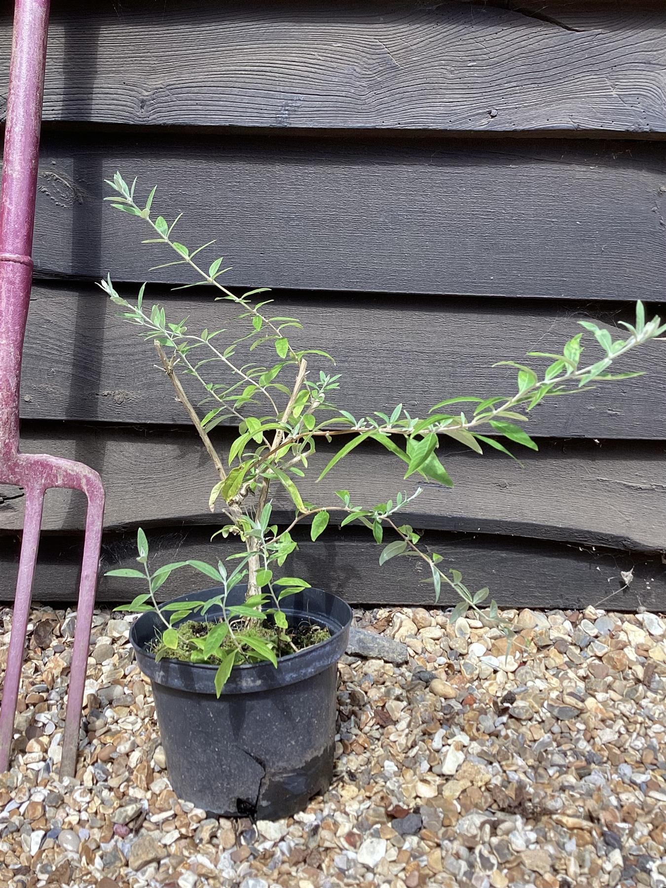 Buddleja | Butterfly Bush - 40-60cm, 10lt