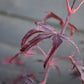 Japanese maple 'Shaina' | Acer palmatum - Bushy - Height 100-130cm - 18-20lt