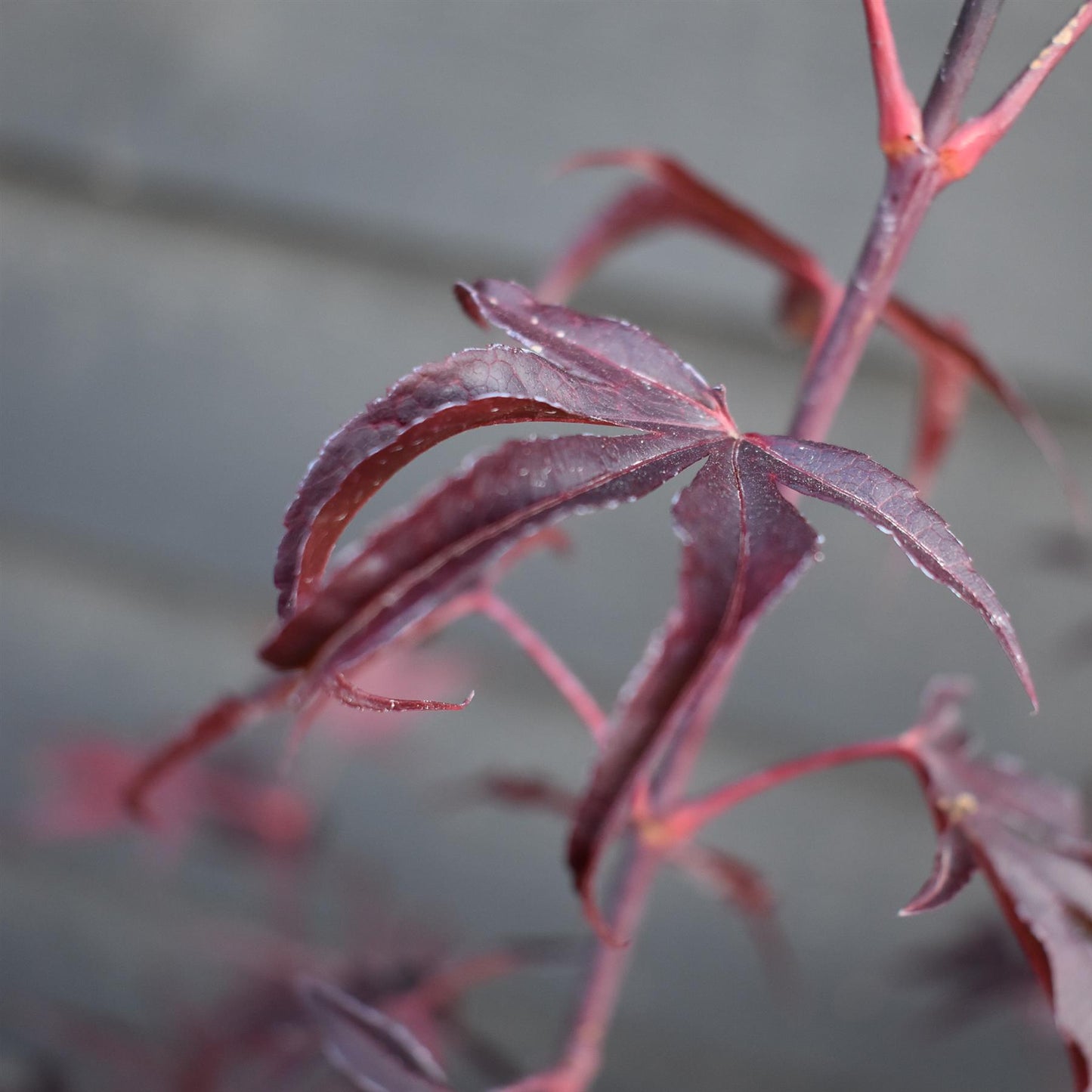 Japanese maple 'Shaina' | Acer palmatum - Bushy - Height 100-130cm - 18-20lt