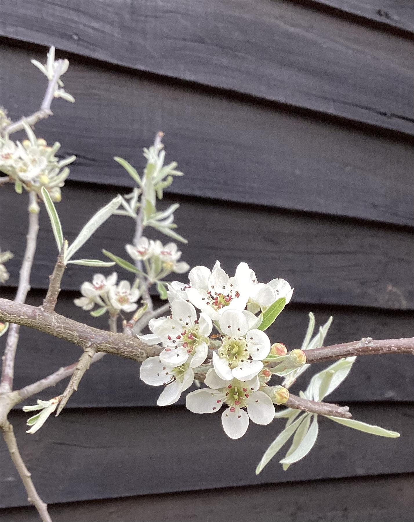 Pyrus salicifolia 'Pendula' | Weeping Silver Pear - 220-240cm, 20lt