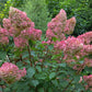 Hydrangea paniculata Pinky-Winky - Height 110-120cm - 70lt