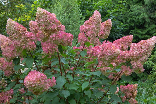 Hydrangea paniculata Pinky-Winky - Height 110-120cm - 70lt