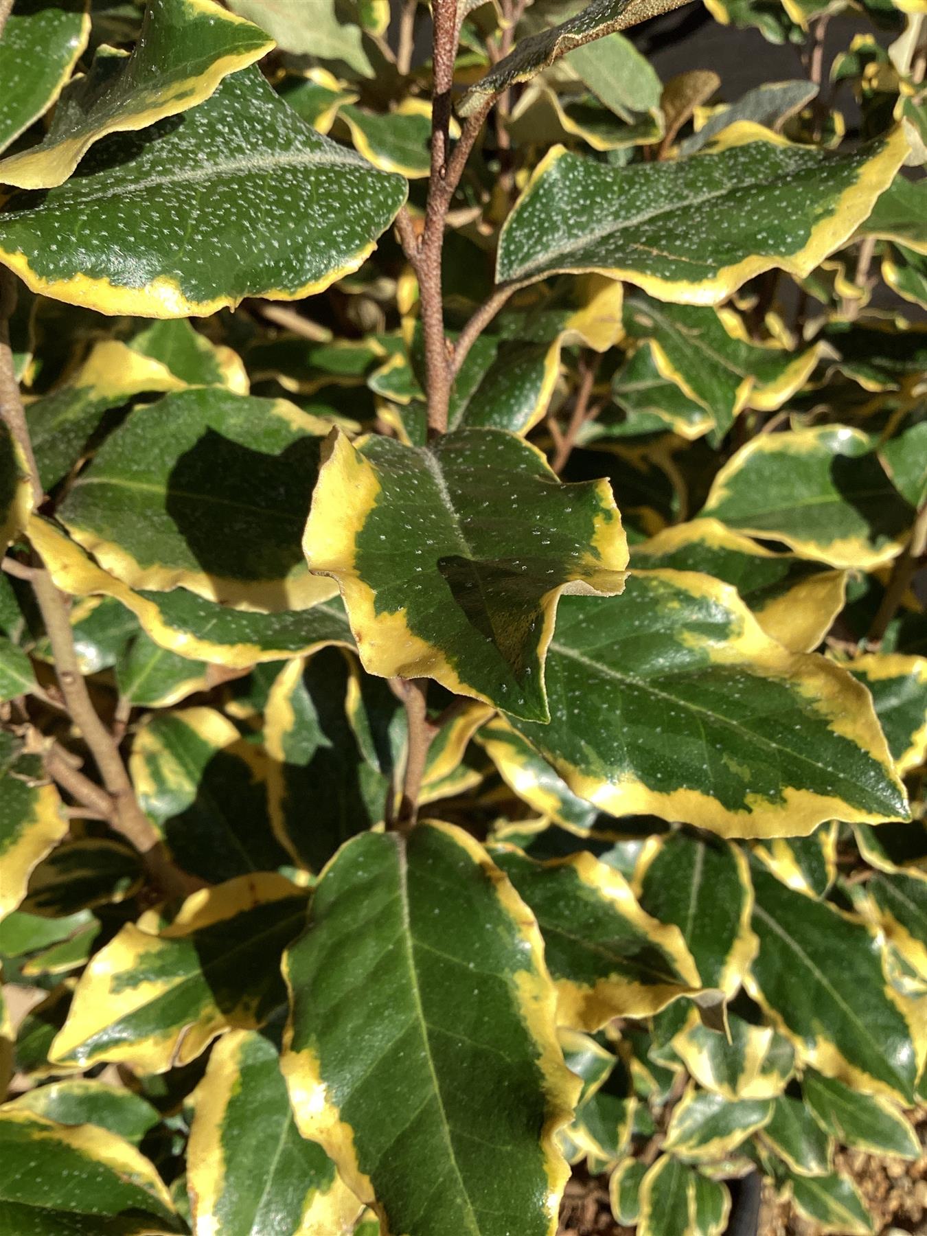 Elaeagnus 'Viveleg' Oleaster - 140-150cm, 20lt